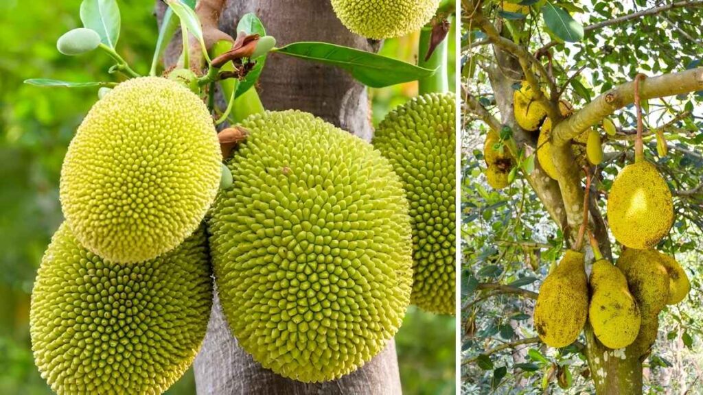 How to Grow Jackfruit in Easy Steps for Beginners