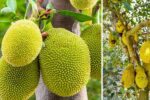 How to Grow Jackfruit in Easy Steps for Beginners