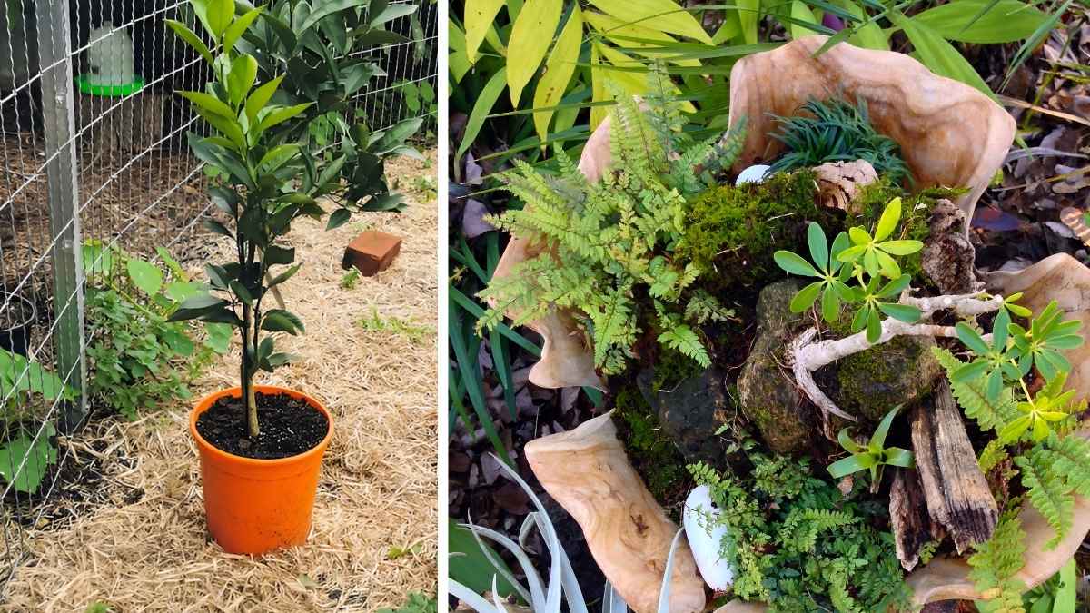 How to Turn a Single Pot Into a Miniature Food Forest