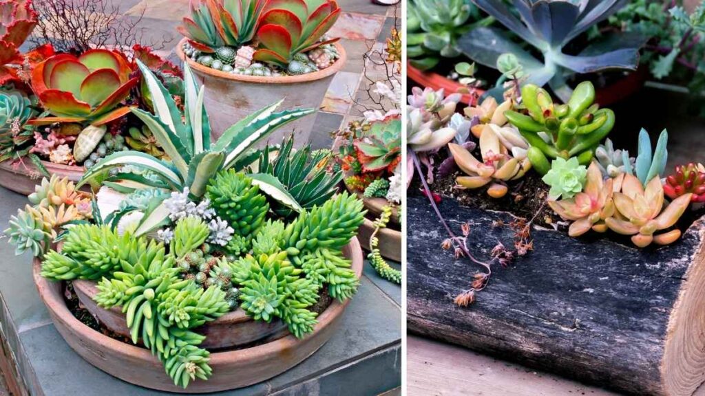 How to Use Succulent Arrangement Ideas to Elevate Your Space: 7 Brilliant Tips