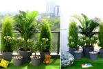 TOP 4 Balcony Garden Containers to Grow Your Own Dinner