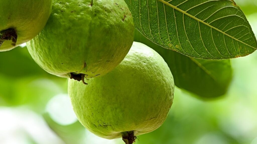 Top 7 Tricks to Grow Guava Fast and Healthy