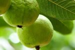 Top 7 Tricks to Grow Guava Fast and Healthy